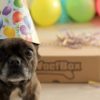 Vier de verjaardag van je hond met de Verjaardags WoefBox