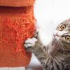 Gedragstherapie voor katten – voor gelukkige katten én baasjes